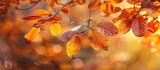 Aufkleber - Vibrant fall foliage adorns the tree branches in a copy space image