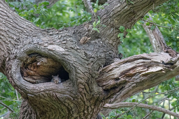 Grey Squirrel, Sciurus carolinensis,  watching from a drey in an old oak tree