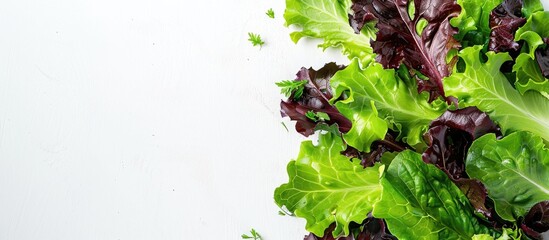 Poster - Red oak lettuce on a blank white surface with copy space image