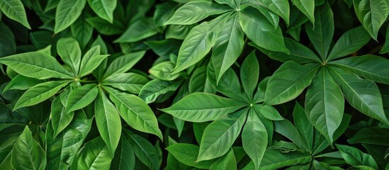 Poster - Lush green cassava leaves found in tropical or sub tropical regions with copy space image
