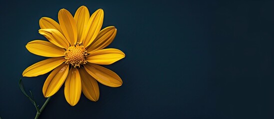 Poster - A not yet bloomed yellow flower s pollen at the edge with a central empty space for text or graphics so it is a copy space image
