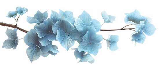 Wall Mural - Isolated white background showcasing a branch of light blue hydrangea flowers in a copy space image