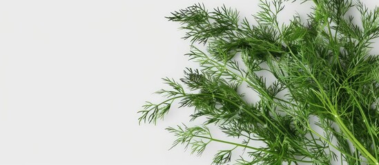 Poster - Fresh green dill showcased against a clean white backdrop in a copy space image