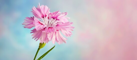 Wall Mural - Close up view of a single pink Dianthus Deltoides flower with copy space image