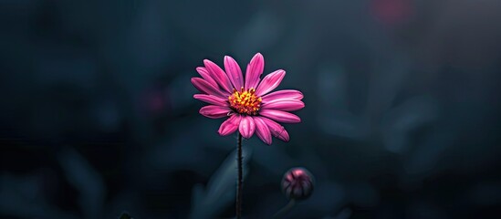 Poster - Beautiful aster flower resembling a firework against a dark summer night with a stunning copy space image