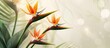 © meristock - Exotic Bird of Paradise flowers scientifically known as Strelizia Reginae are in bloom providing a stunning display in the garden with copy space image