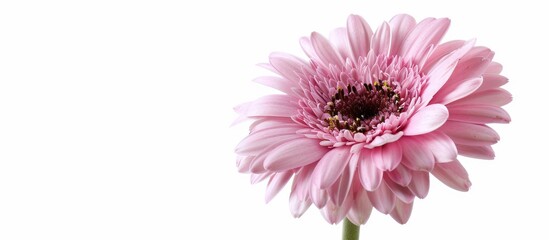 Poster - Gerbera daisy with a pink hue standing alone on a white background with ample copy space image