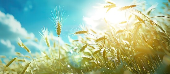 Poster - sunny day field with wheat selective focus blue sky background copy space image slots available