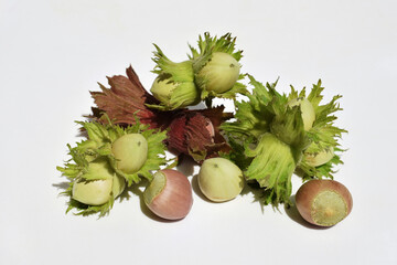 Unripe hazelnuts, nuts of two colors on white background