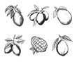© Анна Лепеха - Set of mangoes vector illustrations - hand drawn mangoes - black and white mangoes isolated on white background