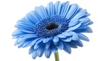 one single blue gerbera daisy flower on white background