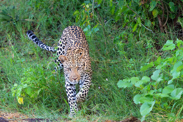 Wall Mural - Leopard (Panthera Pardus) hunting. This leopard was hunting  in Mashatu Game Reserve in the Tuli Block in Botswana 