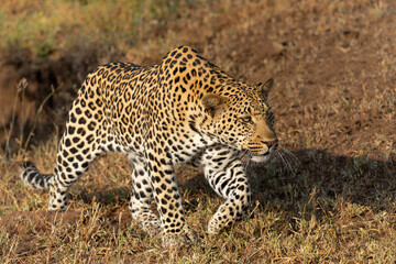 Poster - Leopard (Panthera Pardus) hunting. This leopard was hunting  in Mashatu Game Reserve in the Tuli Block in Botswana 