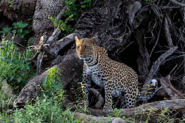 Poster - Leopard (Panthera Pardus) hunting. This leopard was hunting  in Mashatu Game Reserve in the Tuli Block in Botswana 