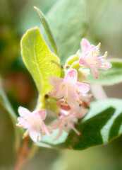 Wall Mural - Delicate Western Snowberry Flowers Symphoricarpos occidentalis Blooming in Colorado