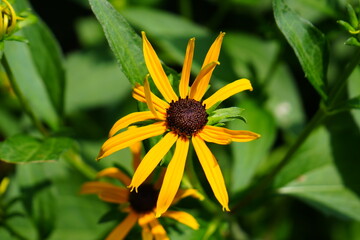 Yellow small sun flower