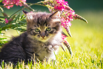 Wall Mural - Little kitten sitting on the grass with flowers in the  summer garden