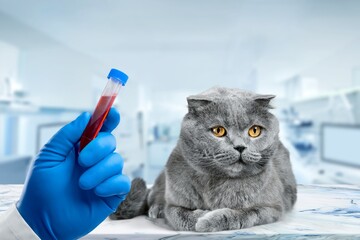 Wall Mural - Professional veterinarian take blood test from cat