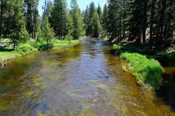 firehole river and green trees in yellowstone national park in summer