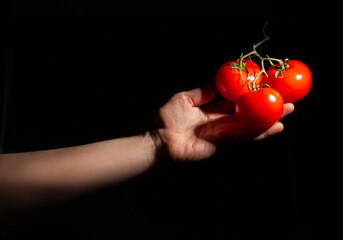 Wall Mural - tomato branch in hand on black background