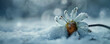 © AI_images_for_people - A wilted daisy, bent and frostbitten, with snowflakes gently resting on its petals, set against a snowy landscape.