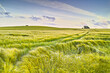 © SteenoWac/peopleimages.com - Morning, landscape and grass in wheat field for agriculture, sustainability and natural growth in countryside. Calm meadow, food farming and clouds for plants in Denmark agro environment for farmland