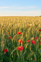 Wall Mural - Red poppy, nature and field outside with sky background, flowers and flora botany or ecology environment. Natural opium, medical plant and vibrant color or blooming, poisonous and bloom in spring