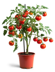 Poster - A small red plant with many tomatoes growing on it