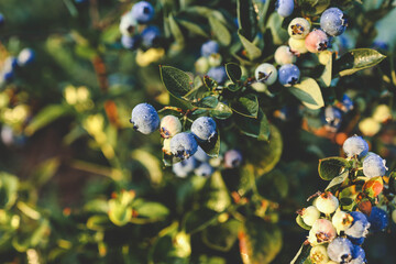 Wall Mural - Close-up of ripe and unripe blueberries on a lush green bush. The vibrant blue and green hues of the berries stand out against the rich foliage, capturing the essence of fresh summer produce