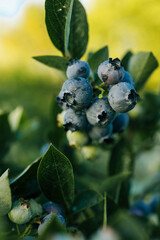 Wall Mural - Close-up of ripe and unripe blueberries on a lush green bush. The vibrant blue and green hues of the berries stand out against the rich foliage, capturing the essence of fresh summer produce