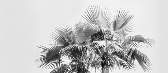 Canvas Print - Black and white image of a large Washingtonia Robusta palm tree with exotic leaves and flowers set against a light gray backdrop conveying an environmental message with copy space