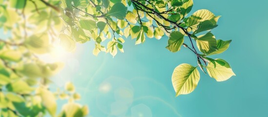 Sticker - A tree branch with fresh green leaves stands against a clear sunny blue sky perfect for springtime visuals featuring a copy space image for text