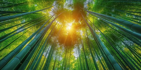 Canvas Print - Sunlight Through Bamboo Forest