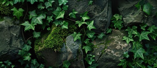 Wall Mural - Lush ivy leaves sprawling over moss covered rocks in a dense forest providing the perfect copy space image