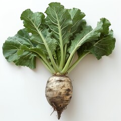 Canvas Print - Freshly Harvested Turnip With Green Leaves on White Background at Early Morning Light