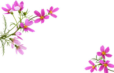 pink cosmos flowers in a corner floral arrangements isolated on white or transparent background