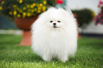 Sticker - white pomeranian spitz dog standing in the park in summer