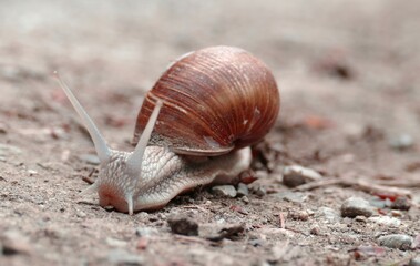 a snail crawling on stony ground in forest on a spring day