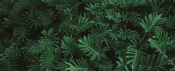 Wall Mural - abstract green leaf texture, nature background, tropical leaf.