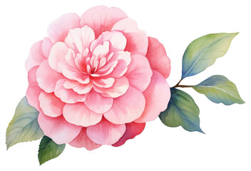 Sticker - PNG Camellia flower dahlia nature.