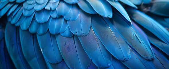 Wall Mural - close up of blue macaw feathers texture background, abstract wallpaper. beautiful color, blue and da