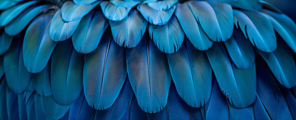 Sticker - Blue macaw feathers texture background, close up photo of blue and dark blue parrot wings pattern wallpaper, bird feather abstract backdrop for design