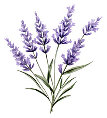 Sticker - PNG Lavender flower plant white background.