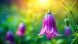 © lapeepon - Beautiful bell flower in vibrant colors, bell flower, vibrant, colorful, petals, blooming, garden, botanical, nature, flora