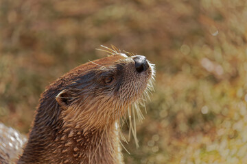 Poster - The North American river otter (Lontra canadensis) also known as the northern river otter or common otter