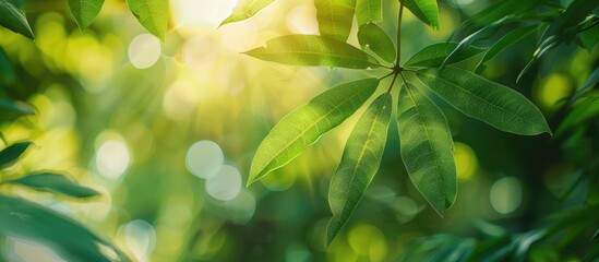 Sticker - Blurred cassava leaf image with a blurred background provides copy space image