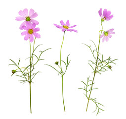 Wall Mural - set of pink cosmos flowers isolated on white or transparent background