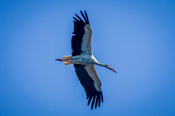 Wall Mural - white stork in flight