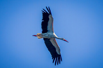 Wall Mural - white stork in flight