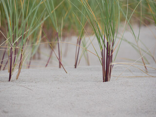 Wall Mural - Grass growing on coastal sand dunes in Skagen, Denmark. Plant Ammophila Arenaria on a dune near the Baltic and North sea. Close up photo